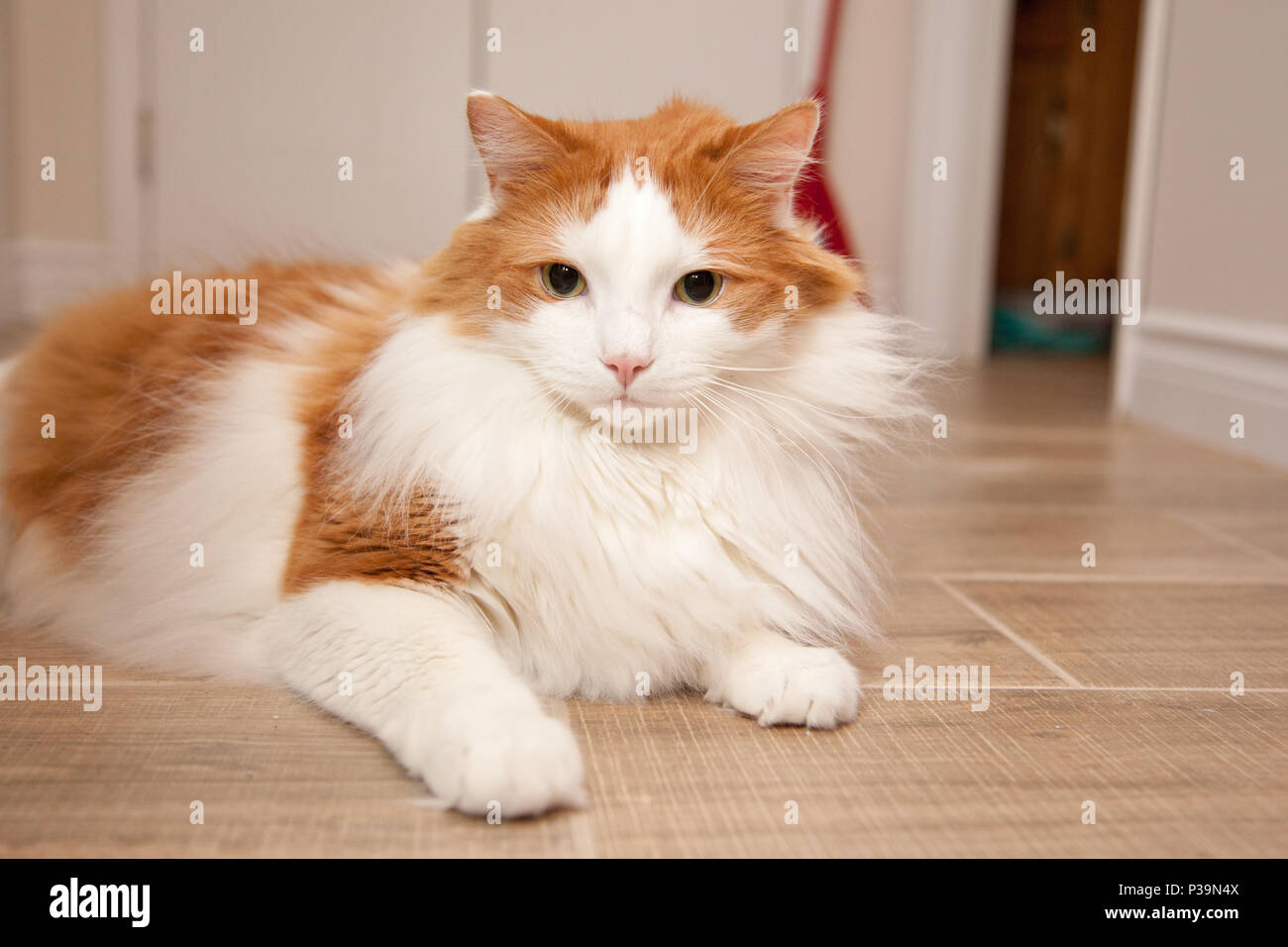 A fluffy orange and white cat laying on the floor at home Stock Photo