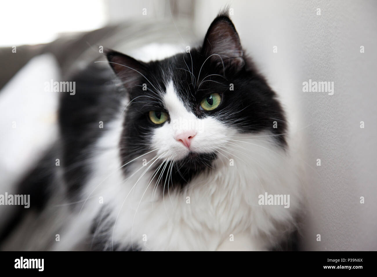 Beautiful black cat close up hi-res stock photography and images - Alamy