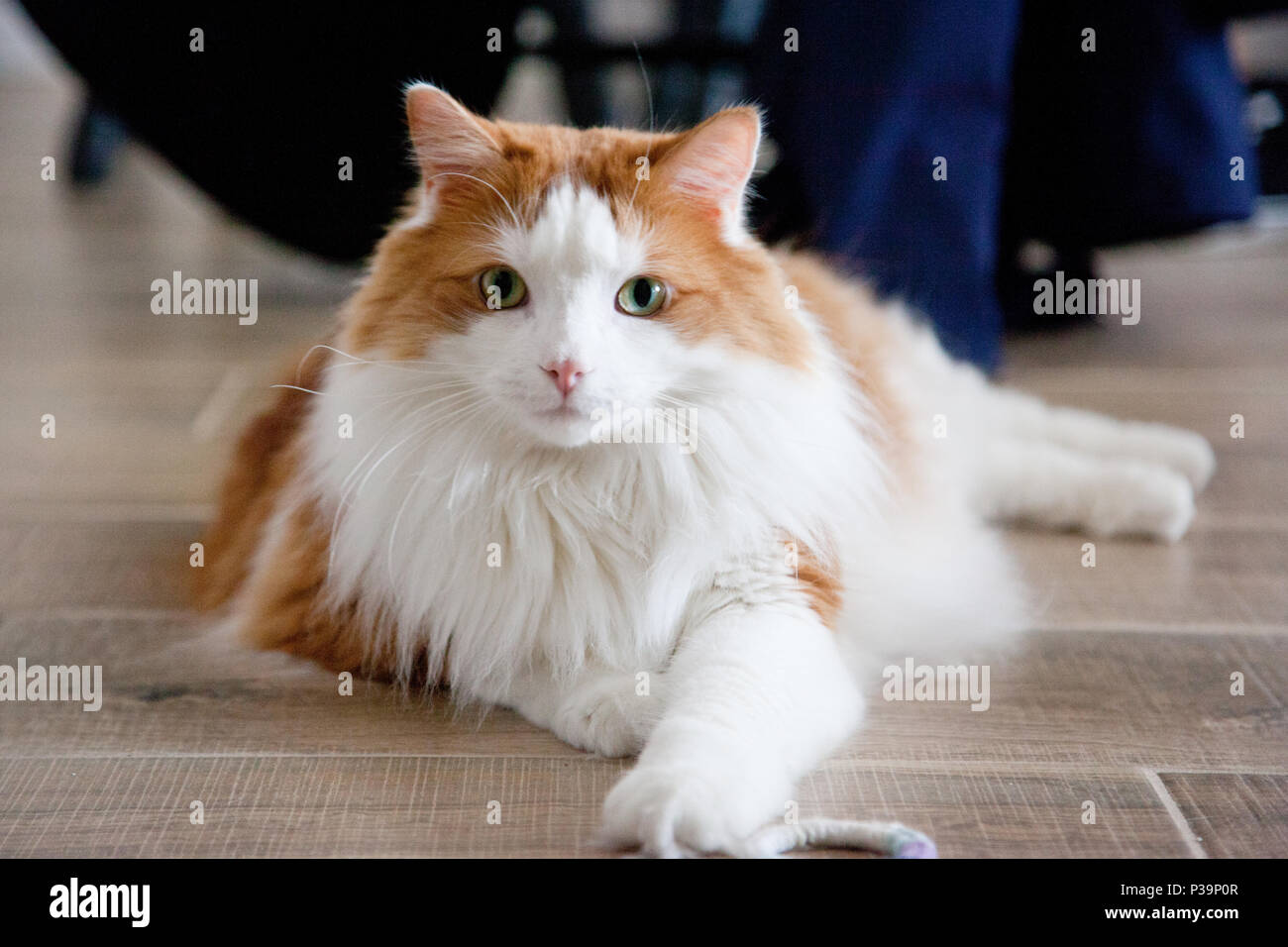 A beautiful white and orange cat laying on the floor staring at the camera Stock Photo