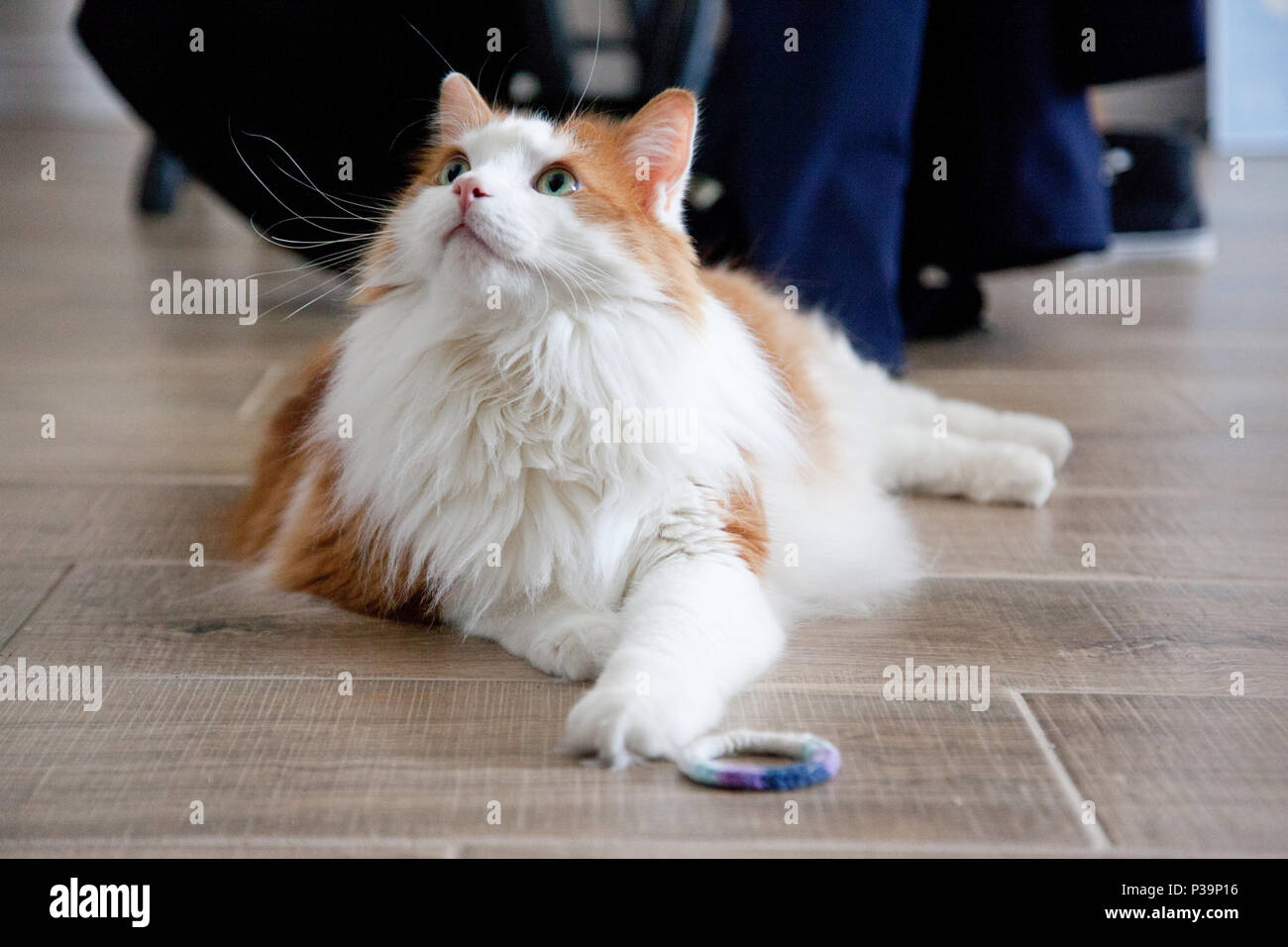 An orange and white cat with an elastic toy looks up from the floor Stock Photo