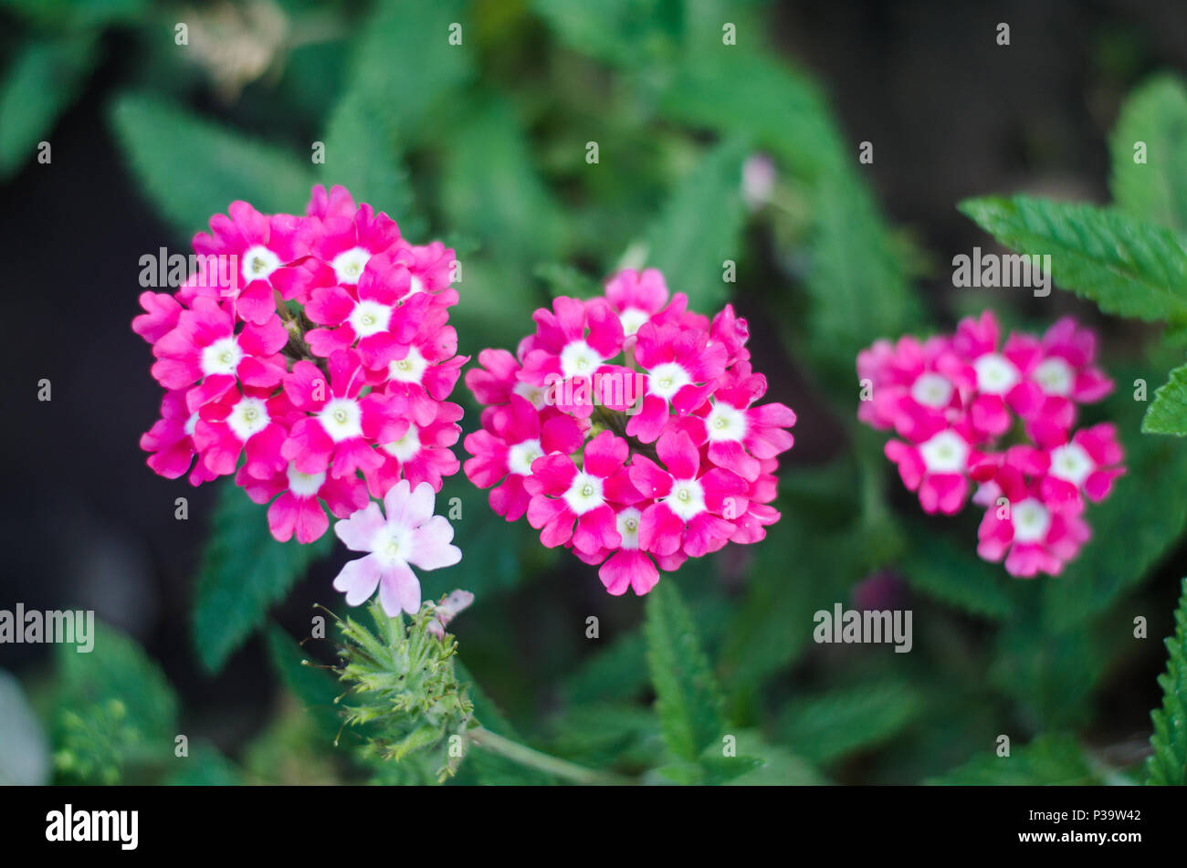 beautiful achillea in the garden, bright colors, green, pink, white Stock Photo