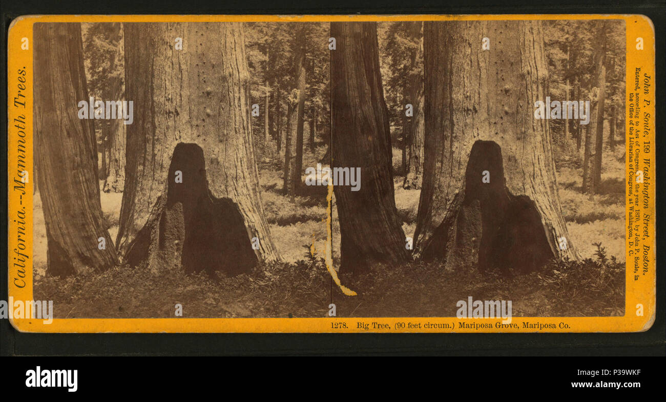 Giant sequoia tree rings hi-res stock photography and images - Alamy