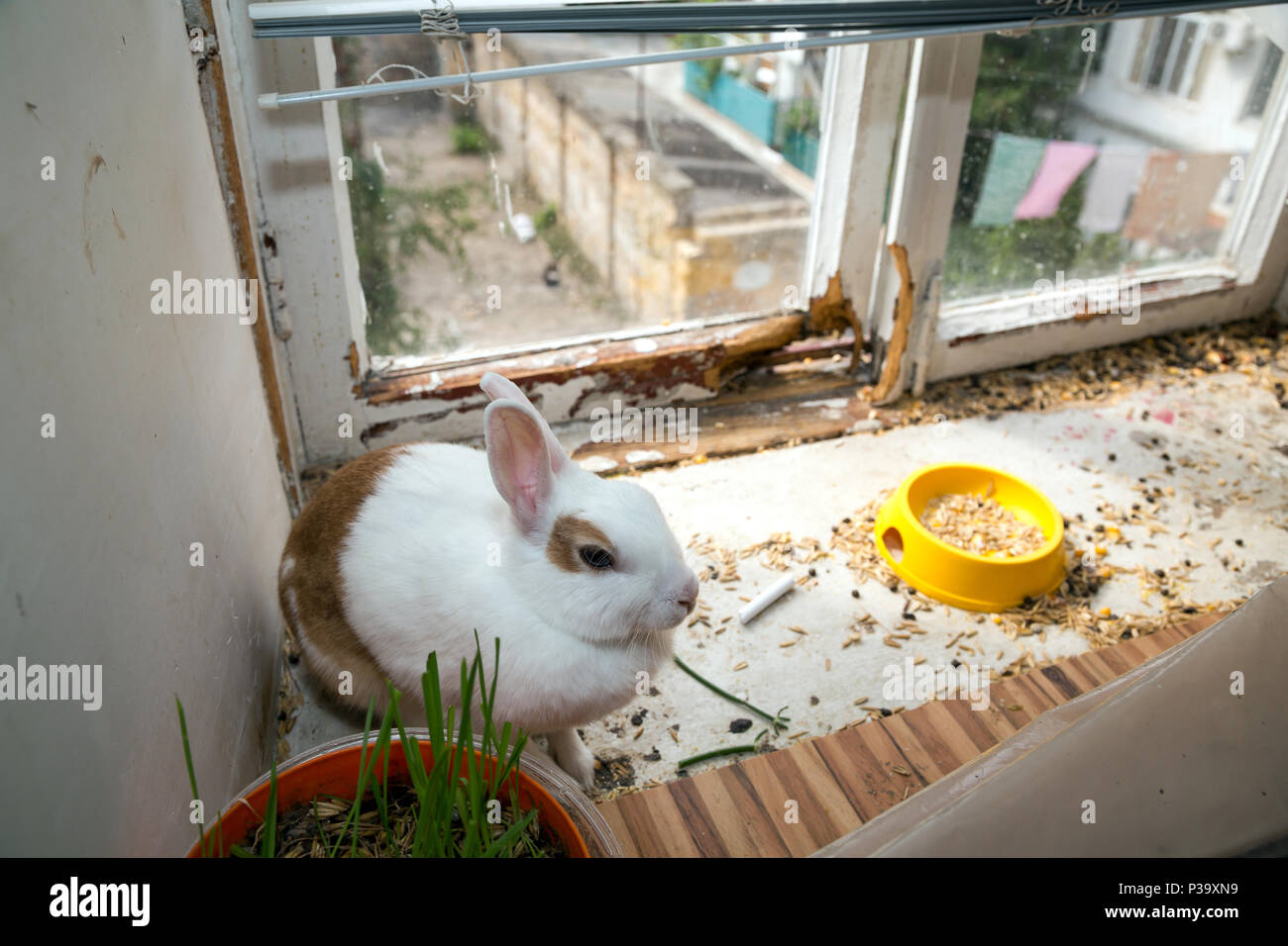 Odessa, Ukraine, rabbit in a shed in front of the window Stock Photo ...