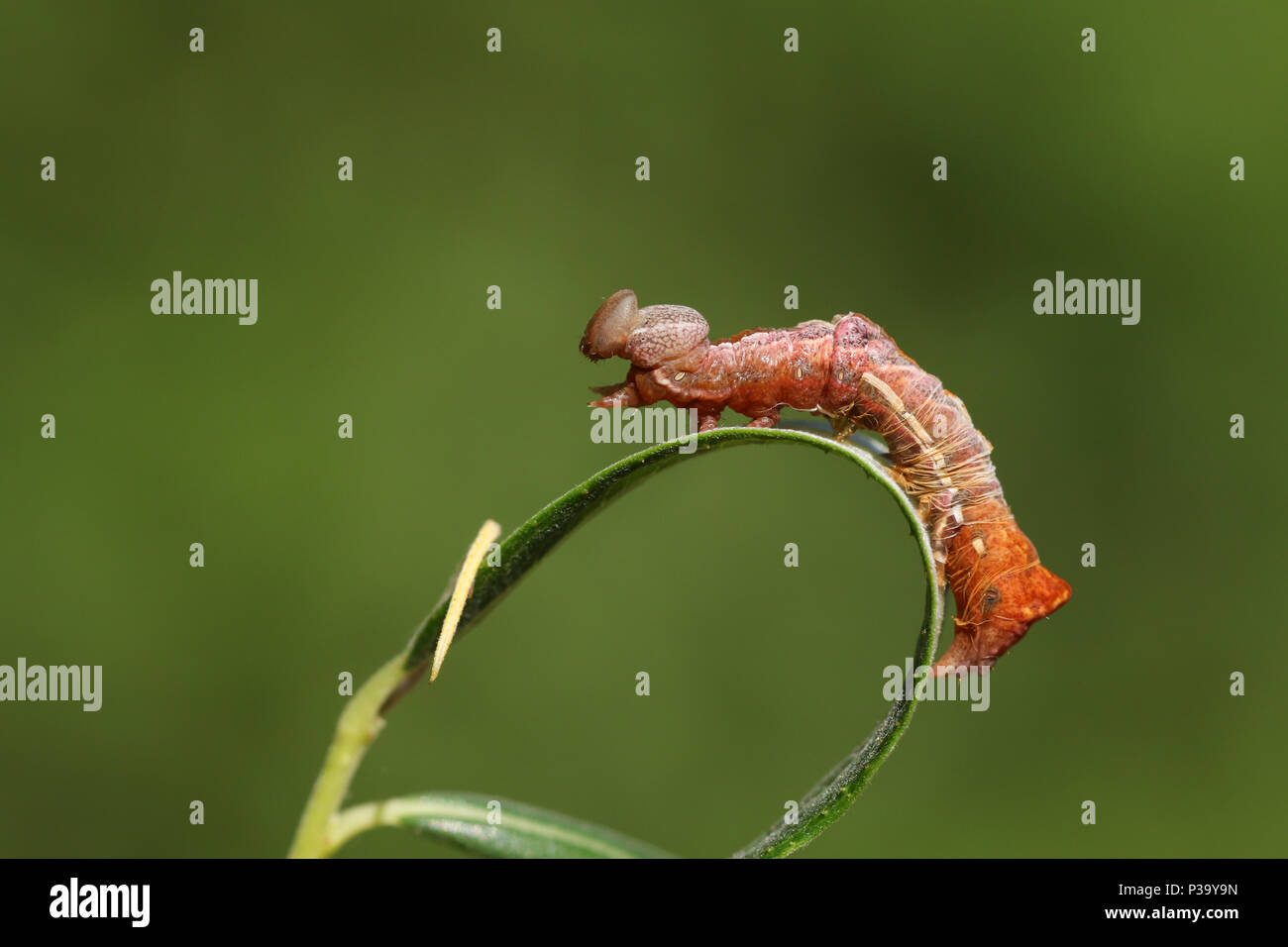 A stunning Pebble Prominent Caterpillar (Notodonta ziczac) perching on a willow leaf shedding its skin. Stock Photo