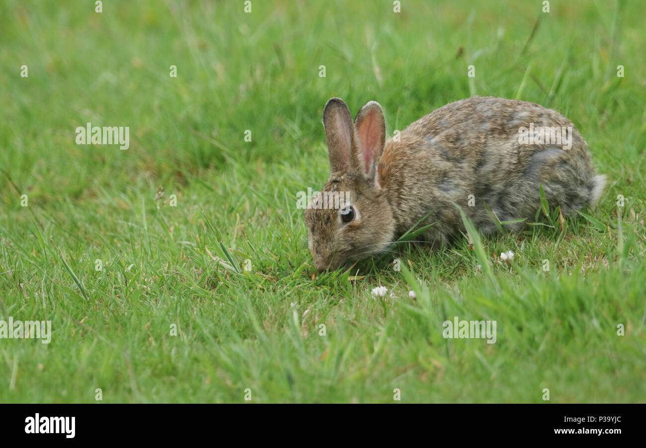 A cute Wild Rabbit (disambiguation) feeding in a meadow. Stock Photo