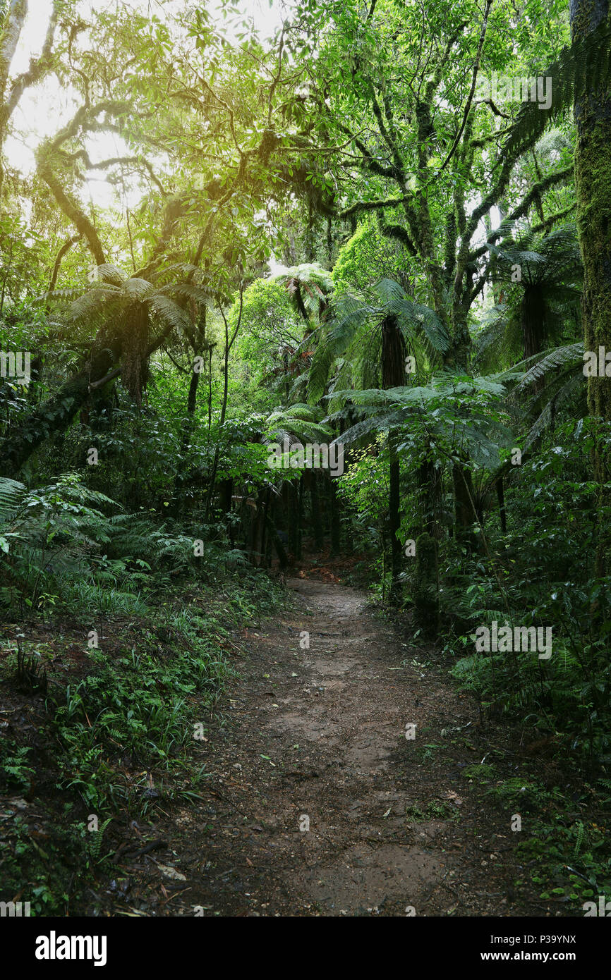 Walking trail in tropical forest Stock Photo - Alamy