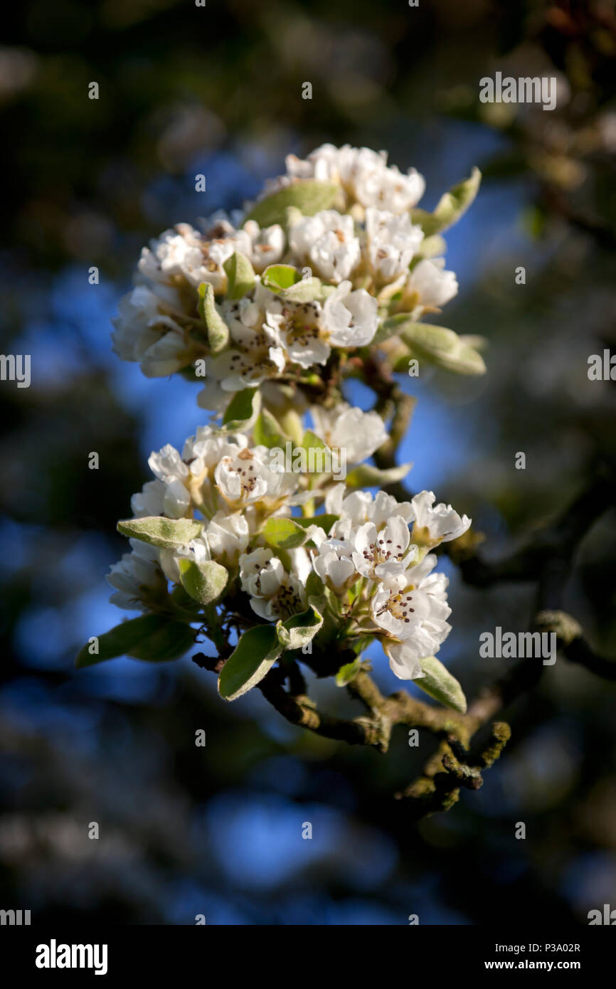 Ruehstaedt, Germany, tree blossoms in the fruit growing area Stock Photo