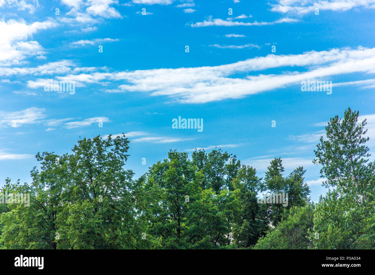 The sky above the green trees in the forest Stock Photo - Alamy