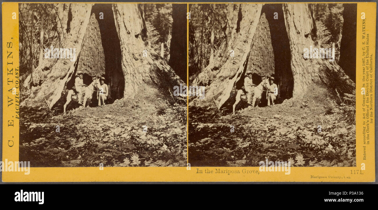 151 In the Mariposa grove, Mariposa County, Cal, by Watkins, Carleton E., 1829-1916 Stock Photo