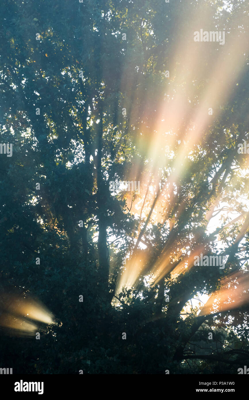 Berlin, Germany, morning sun shining through morning fog Stock Photo ...
