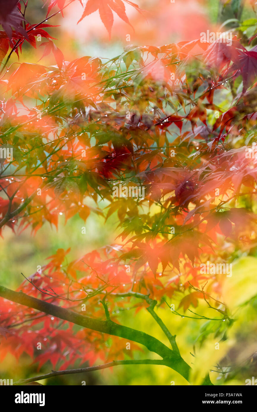 Berlin, Germany, discolored foliage leaves on a tree Stock Photo