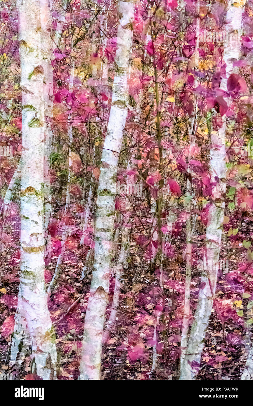 Berlin, Germany, discolored foliage leaves Stock Photo