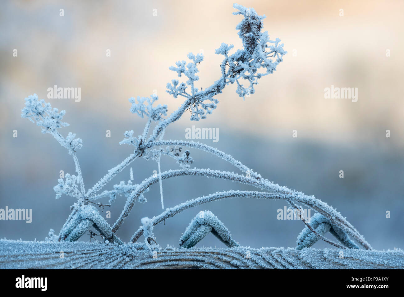 Berlin, Germany, with frost-covered branches on the Rieselfeldern Stock Photo