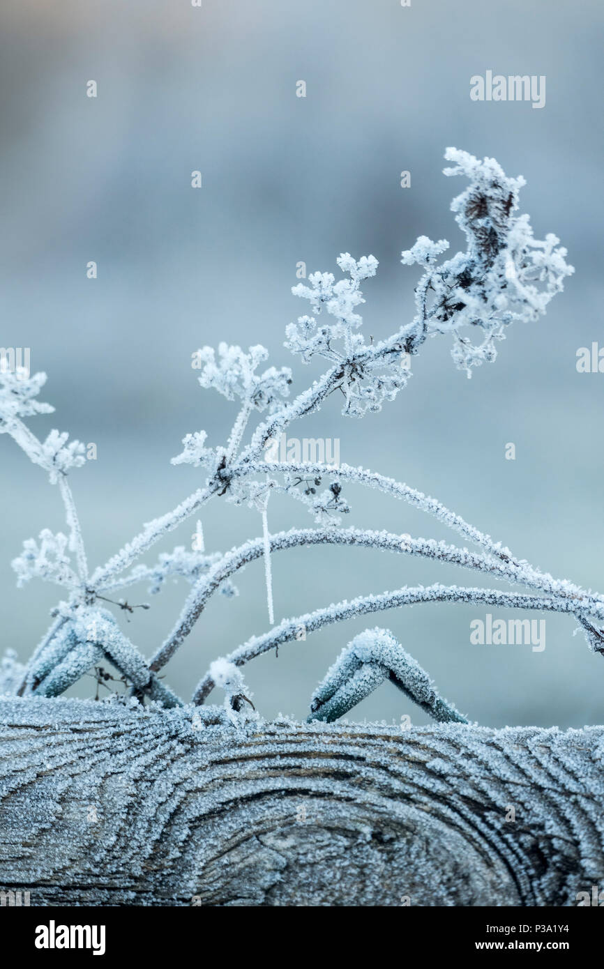 Berlin, Germany, with frost-covered branches on the Rieselfeldern Stock Photo