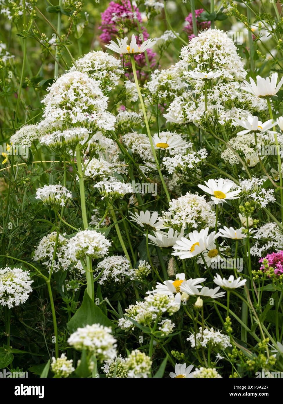 White form of red valerian, Centranthus ruber, and ox-eye daisies, Leucanthemum vulgare, in a rough grass meadow bank Stock Photo