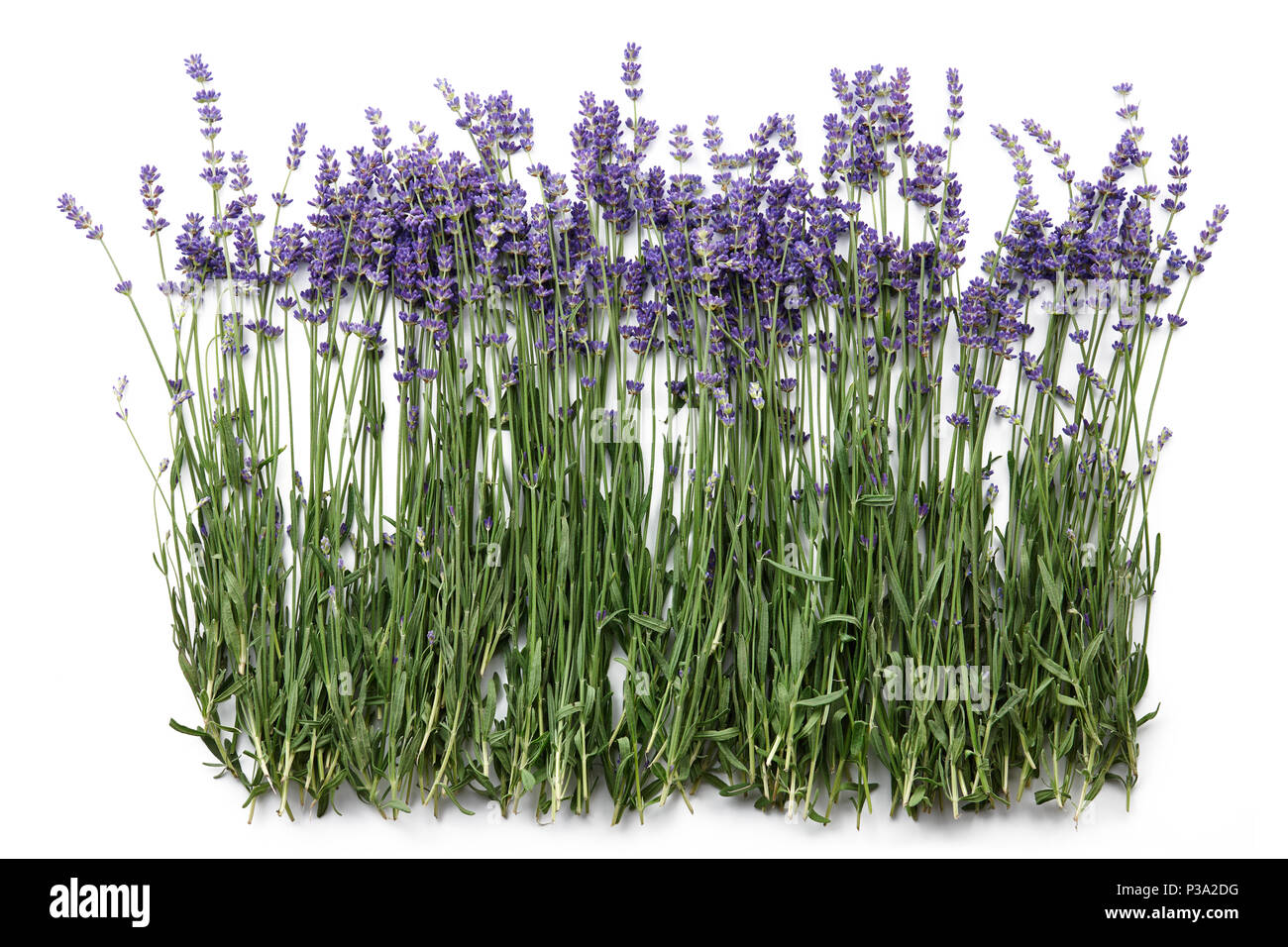 Lavender flowers isolated on white Stock Photo