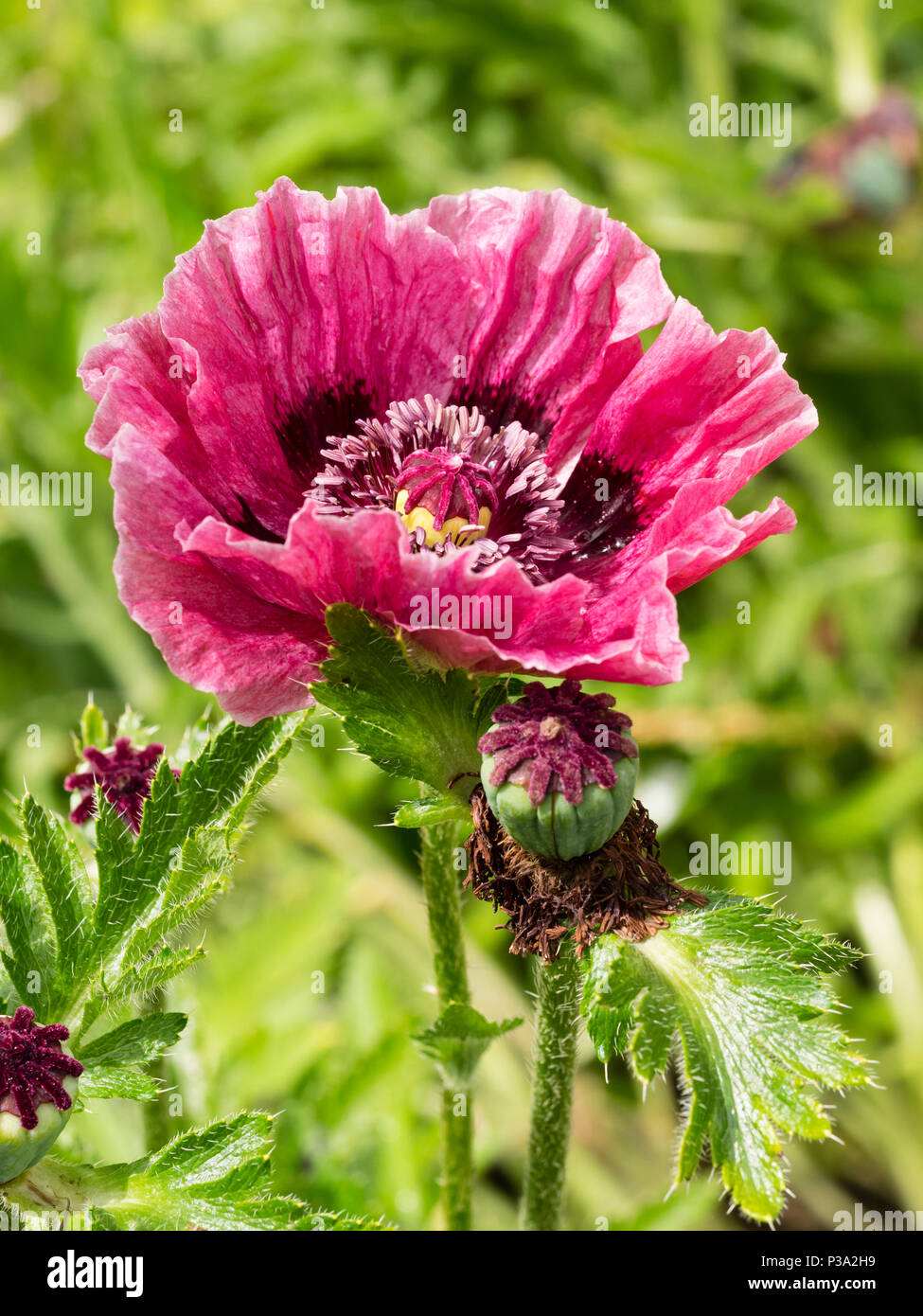 Dark pink, blowsy, single flower of the hardy perennial oriental poppy, Papaver orientale 'Patty's Plum' Stock Photo