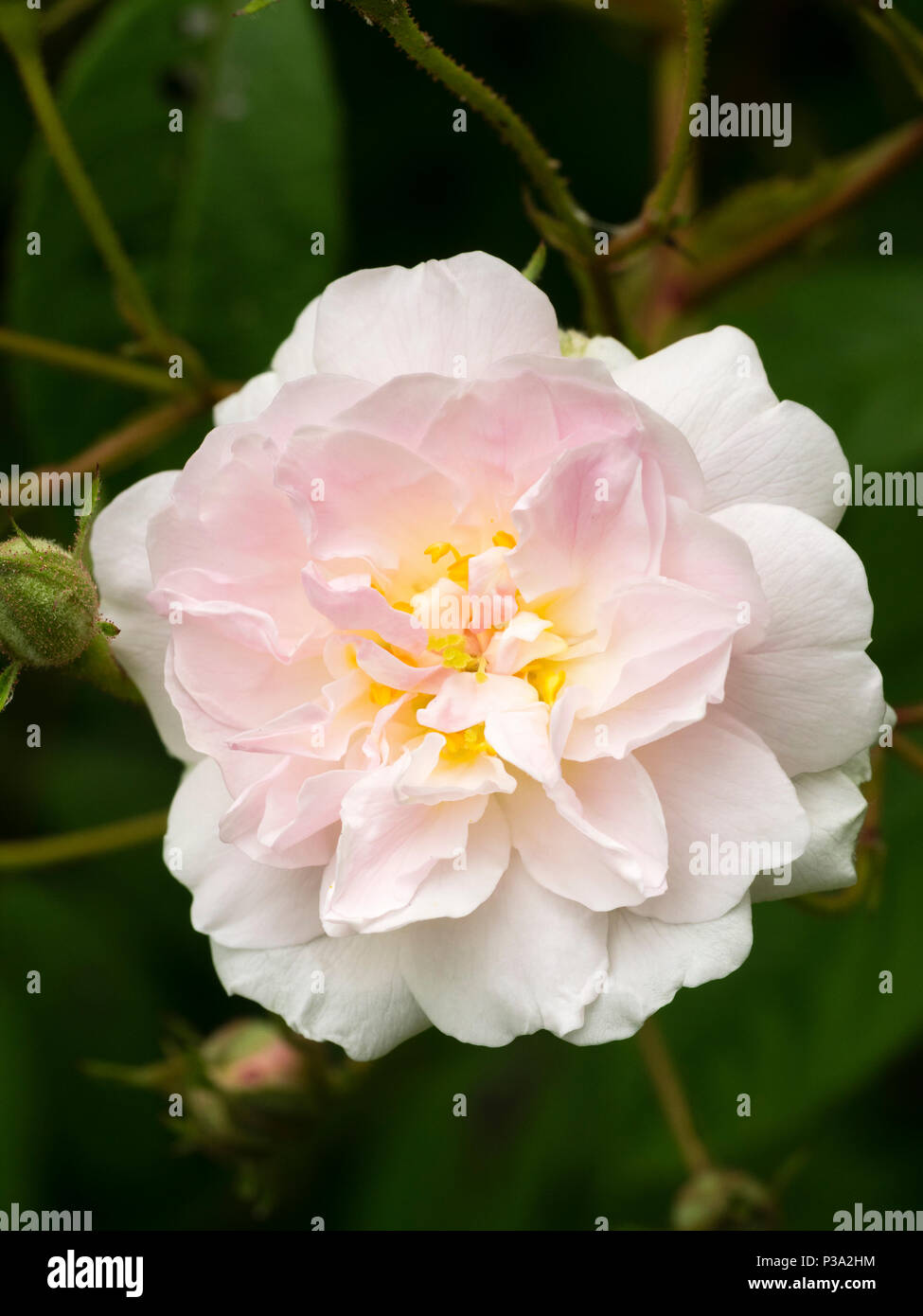 Single flower of the fragrant rambler rose, Rosa 'Paul's Himalayan Musk' Stock Photo