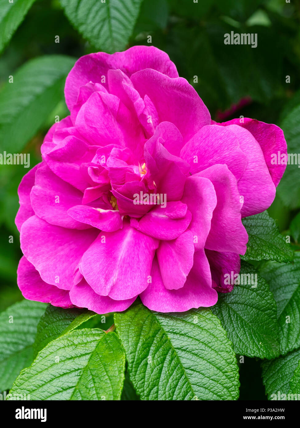 Bright pink magenta double flowers of the fragant hardy shrub rose, Rosa rugosa 'Hansa' Stock Photo