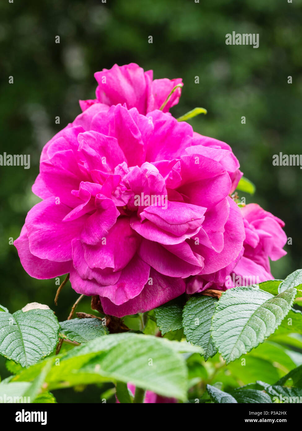 Bright pink magenta double flowers of the fragant hardy shrub rose, Rosa  rugosa 'Hansa' Stock Photo - Alamy