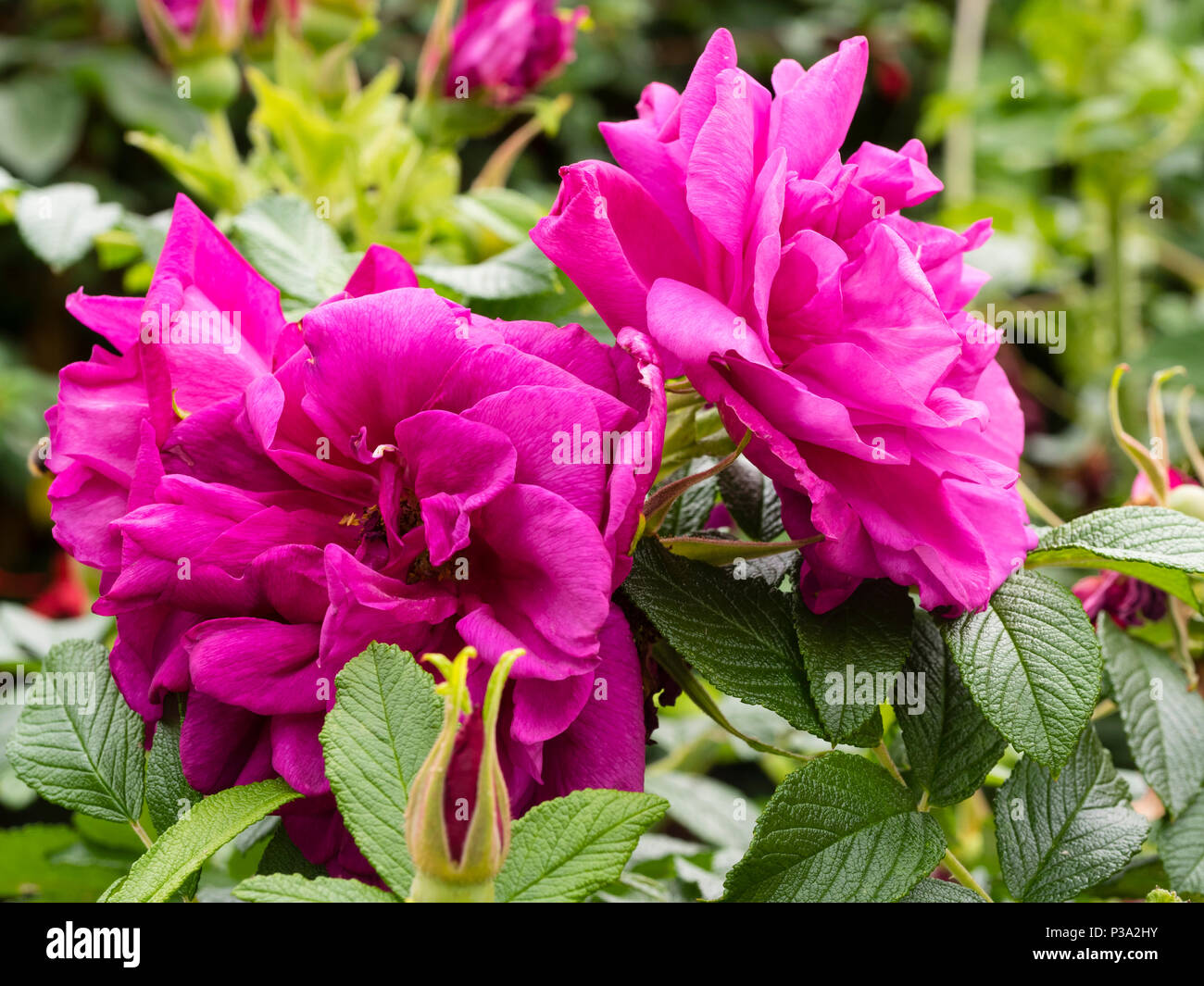 Bright pink magenta double flowers of the fragant hardy shrub rose