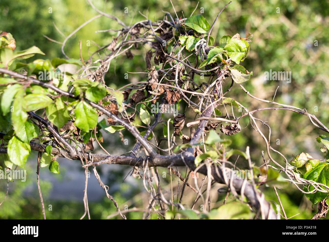 A dry vine of a plant weaves branches of a green and living tree. Sunny summer weather. The sun heats with its gentle rays. Stock Photo