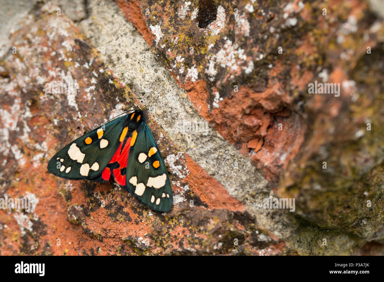 A scarlet tiger moth, Callimorpha dominula, on an old red brick bridge. Comfrey was growing nearby which is one of the scarlet tiger moth caterpillars Stock Photo