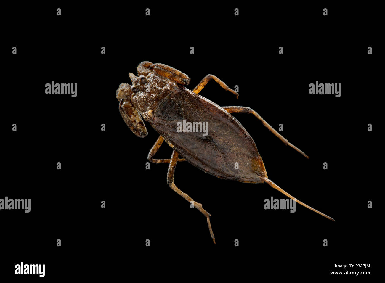 River insects hi-res stock photography and images - Alamy