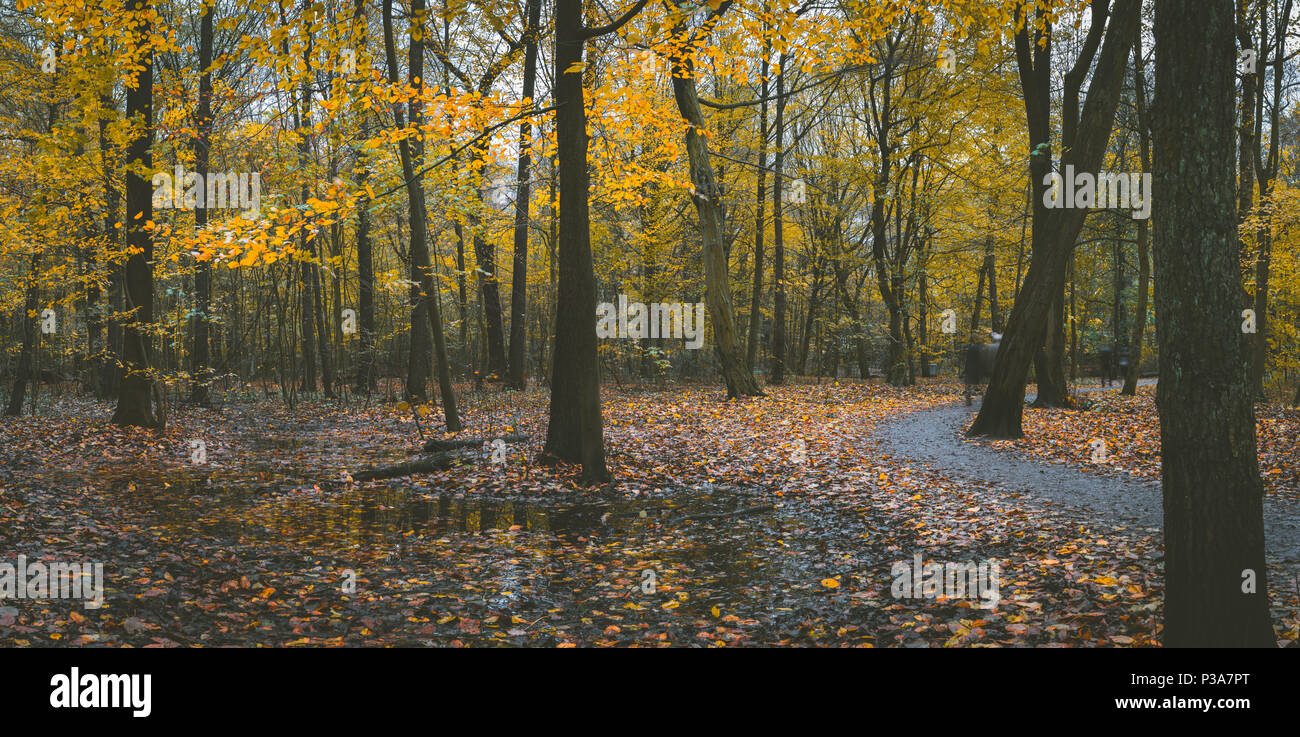 Autumn forest scene. Winding walking path foliage leaf fall and puddle ...