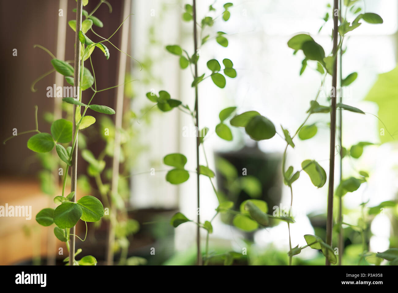 Vegetable garden indoors with green, healthy food plants climbing upwards at springtime Stock Photo