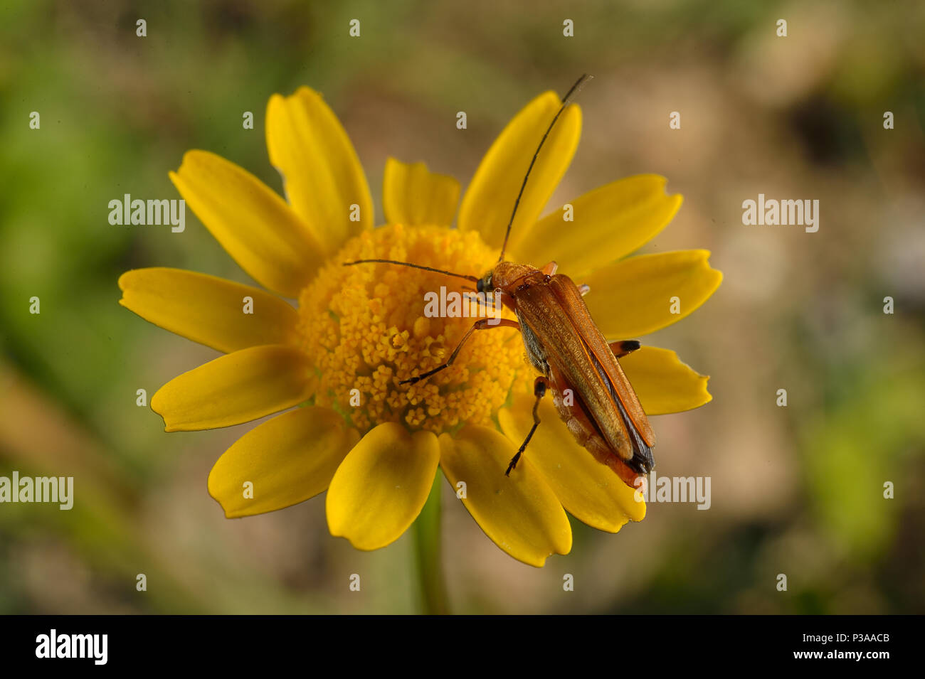 Longhorn Beetles, Stictoleptura rubra, Coleoptera Cerambycidae, Tolfa's Mountains, Viterbo, Lazio, Italy Stock Photo
