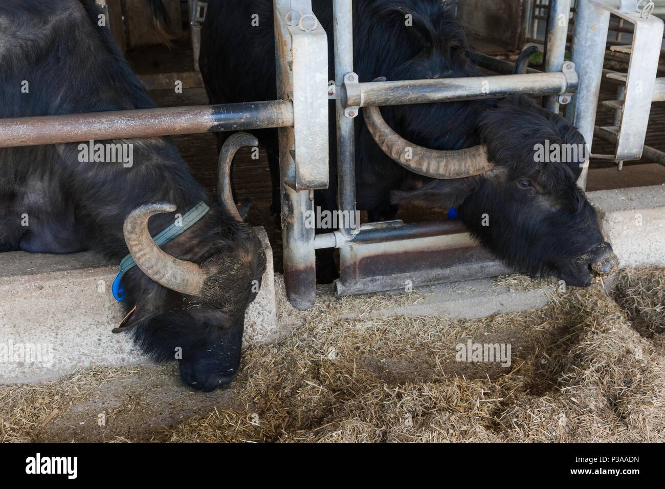 Buffalos in mozzarella cheese factory Stock Photo Alamy