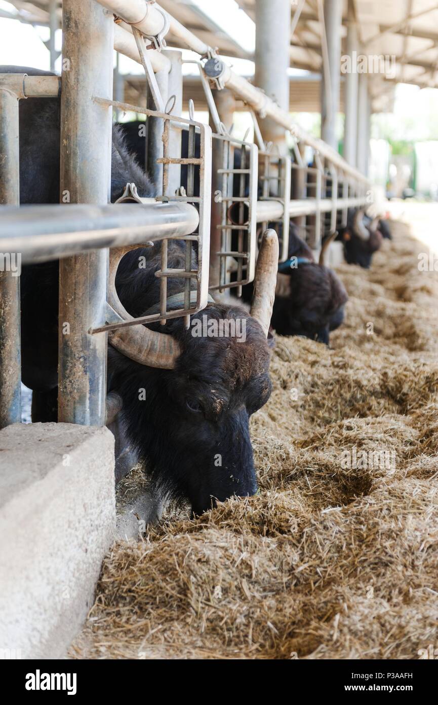 Buffalos in mozzarella cheese factory Stock Photo Alamy