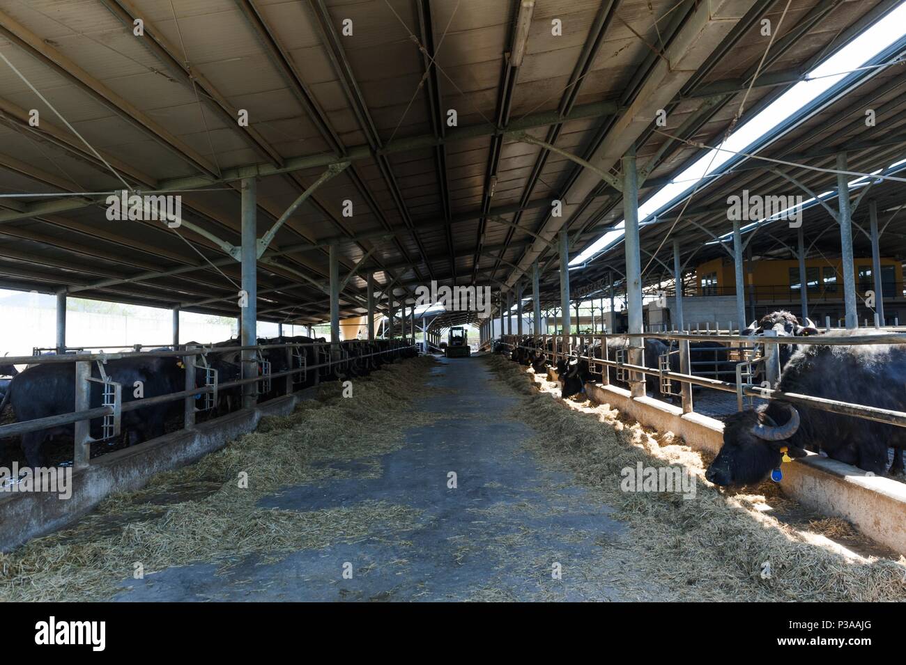 Buffalos in mozzarella cheese factory Stock Photo Alamy