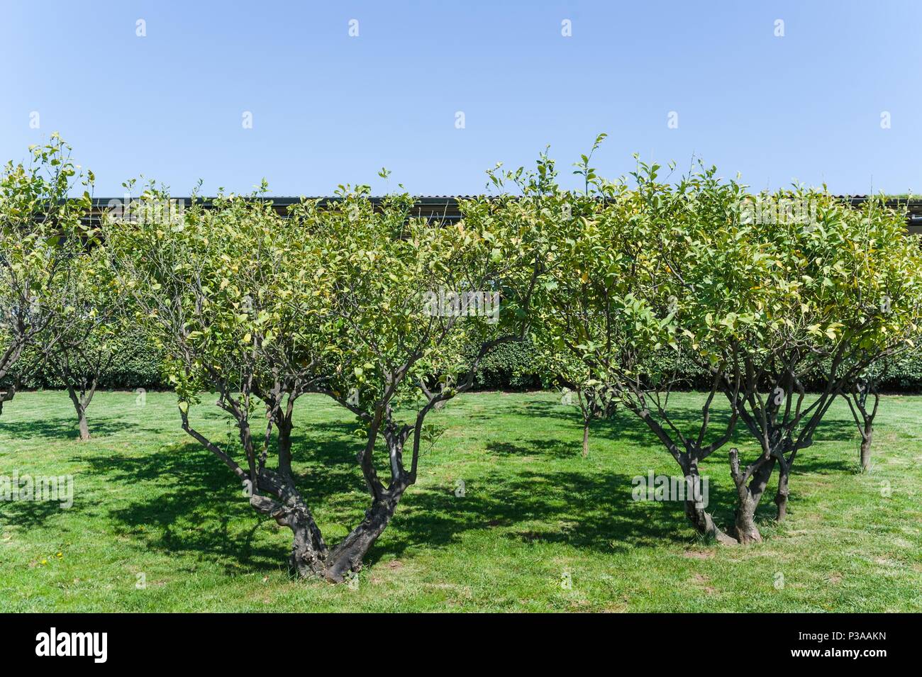 The lemon garden on a farm in italy Stock Photo Alamy