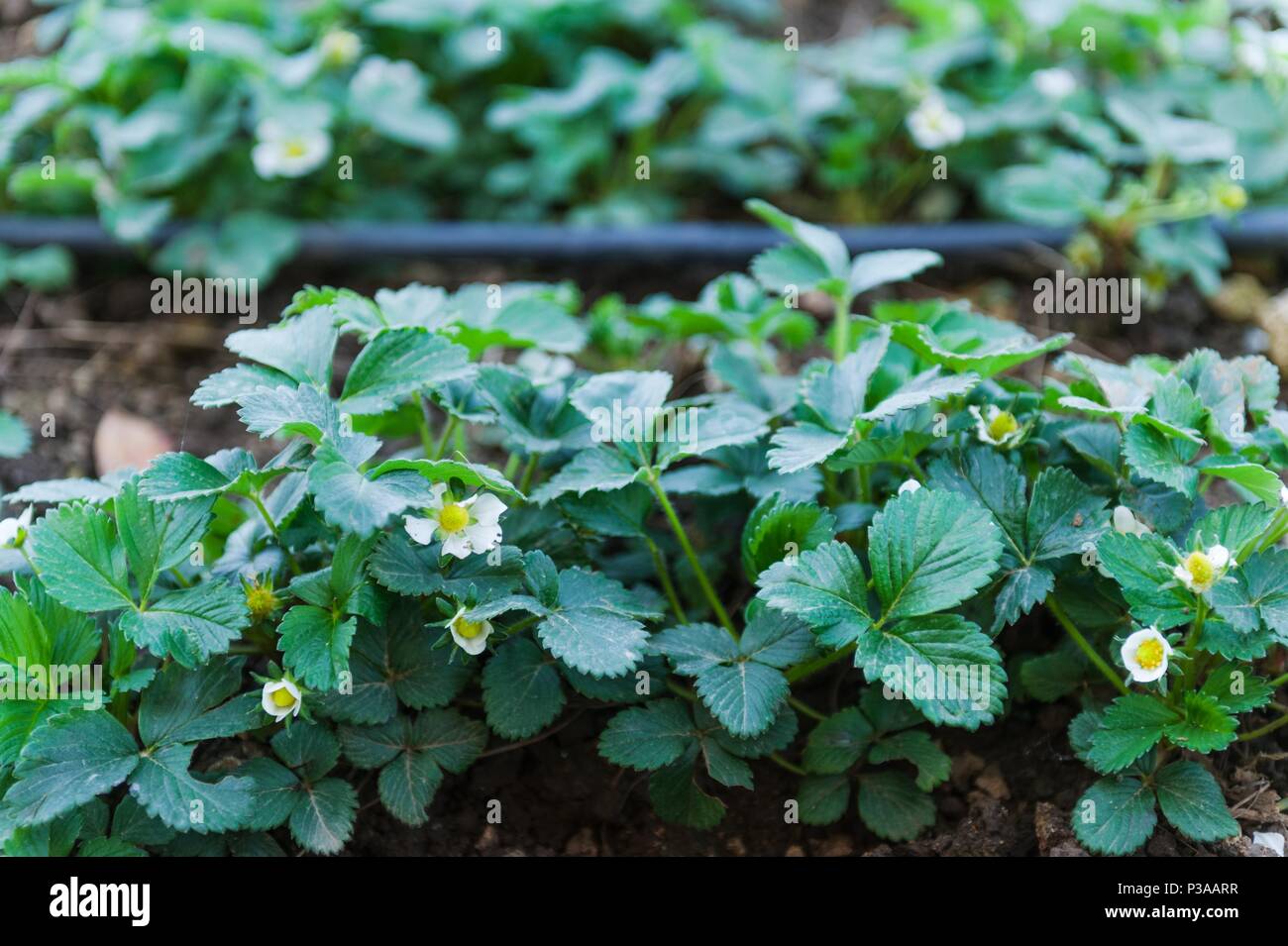 Closeup of a strawberry plant with several blossoms Stock Photo - Alamy