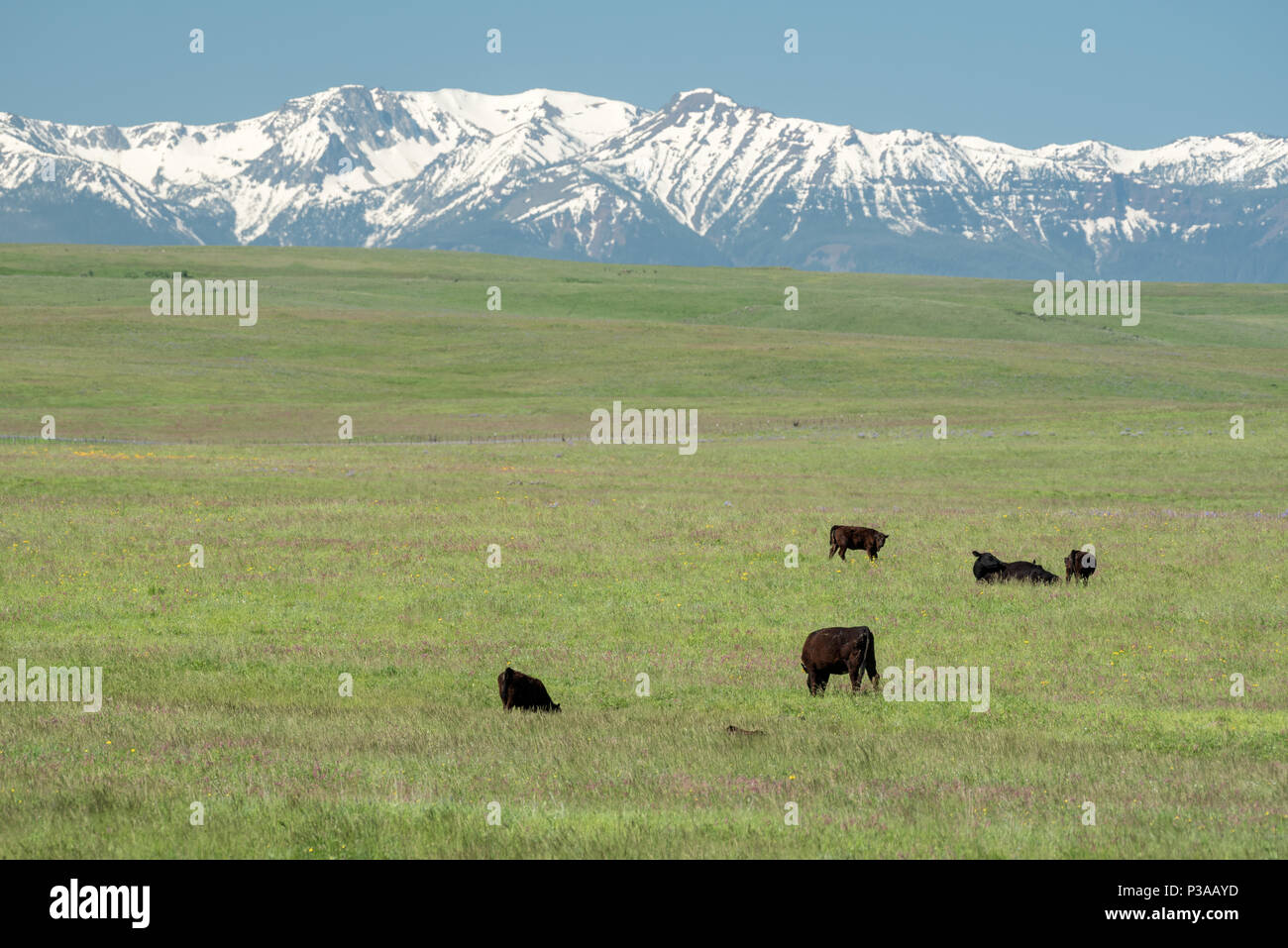 Cattle on Oregon's Zumwalt Prairie with the Wallowa Mountains in the distance. Stock Photo