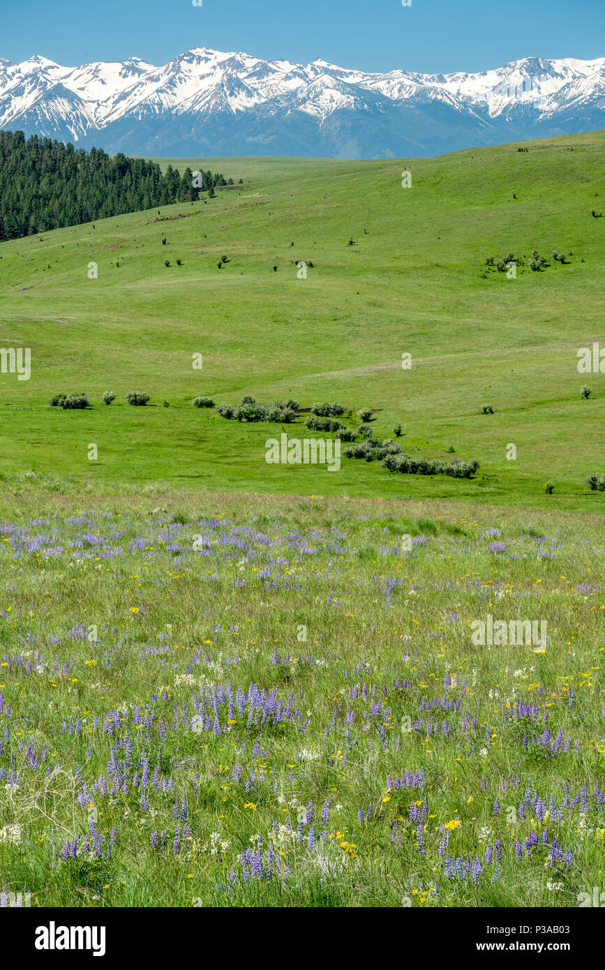 Oregon Prairie Wildflowers on Oregon's Zumwalt Prairie with the Wallowa Mountains in ...