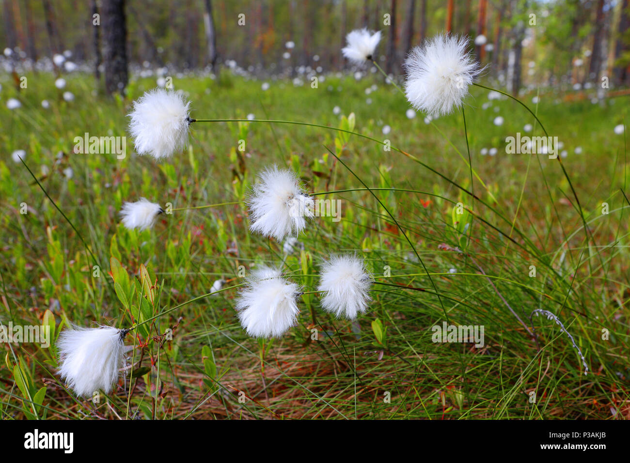 Cotton grass bog. Close up cotton grass, shallow DOF. Stock Photo