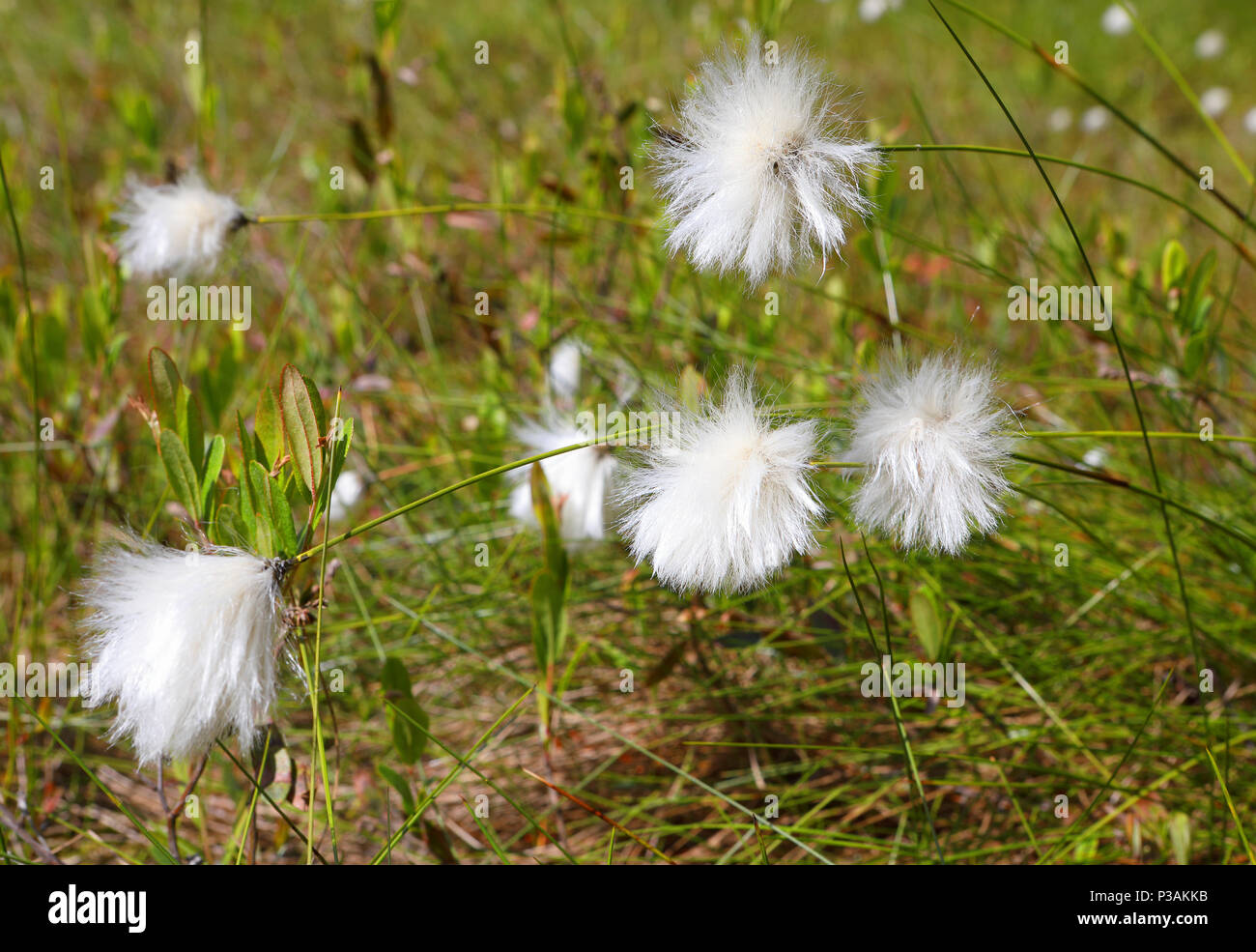 Cotton grass bog. Close up cotton grass, shallow DOF. Stock Photo