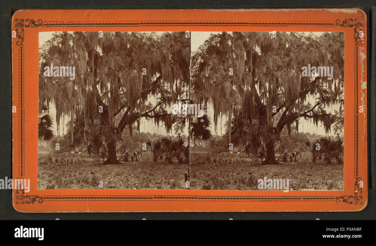 171 Live oaks covered with moss on the St. Johns River, near Mandarin, from Robert N. Dennis collection of stereoscopic views 2 Stock Photo