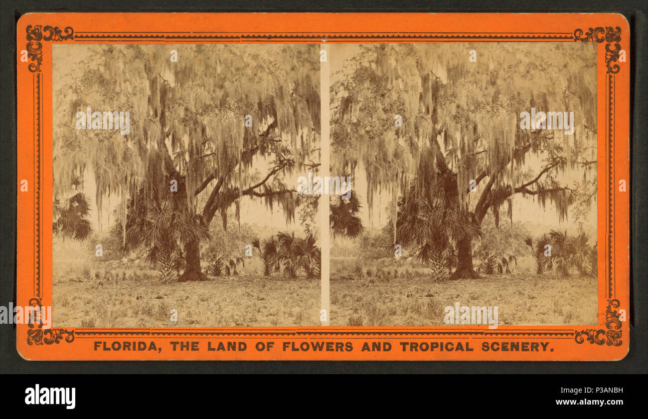 171 Live oaks covered with moss on the St. Johns River, near Mandarin, from Robert N. Dennis collection of stereoscopic views 3 Stock Photo