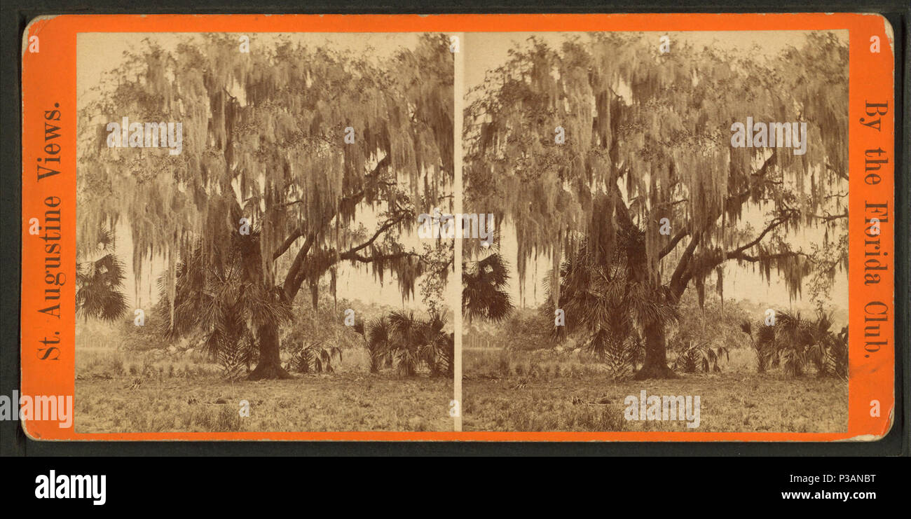 171 Live oaks covered with moss on the St. Johns River, near Mandarin, from Robert N. Dennis collection of stereoscopic views Stock Photo