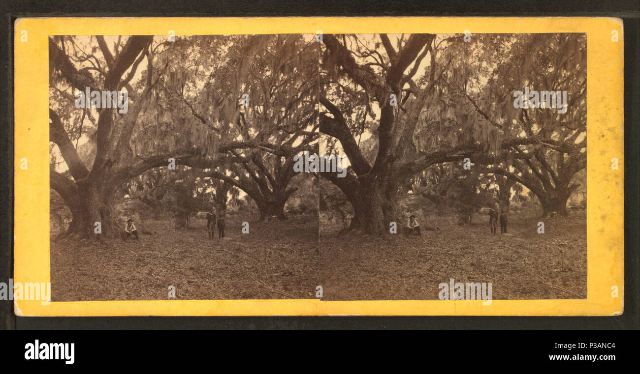 171 Live oaks, Habersham place, Port Royal Island, S.C, from Robert N. Dennis collection of stereoscopic views Stock Photo
