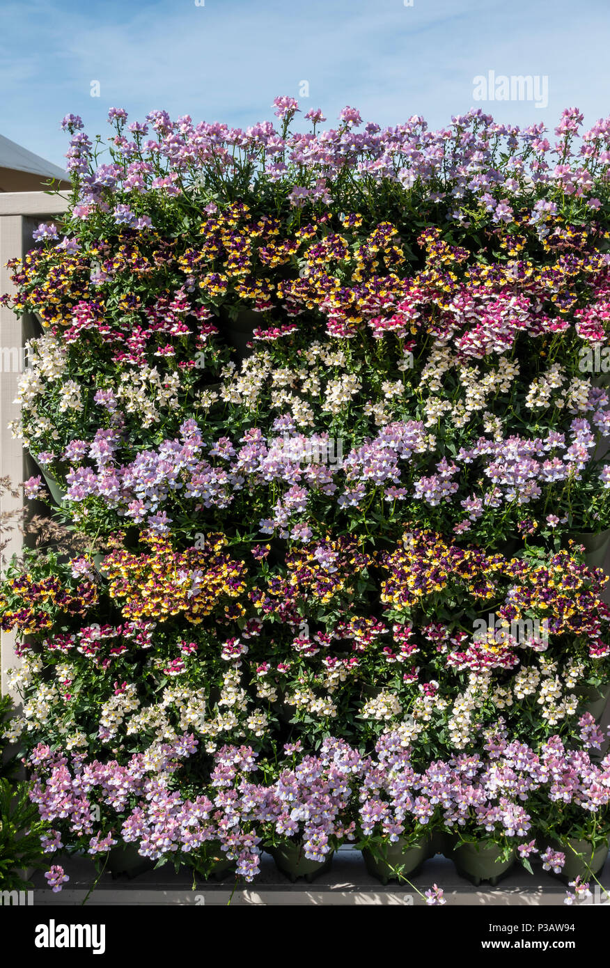 A living wall consisting of rows of colourful bedding plants; Gardeners