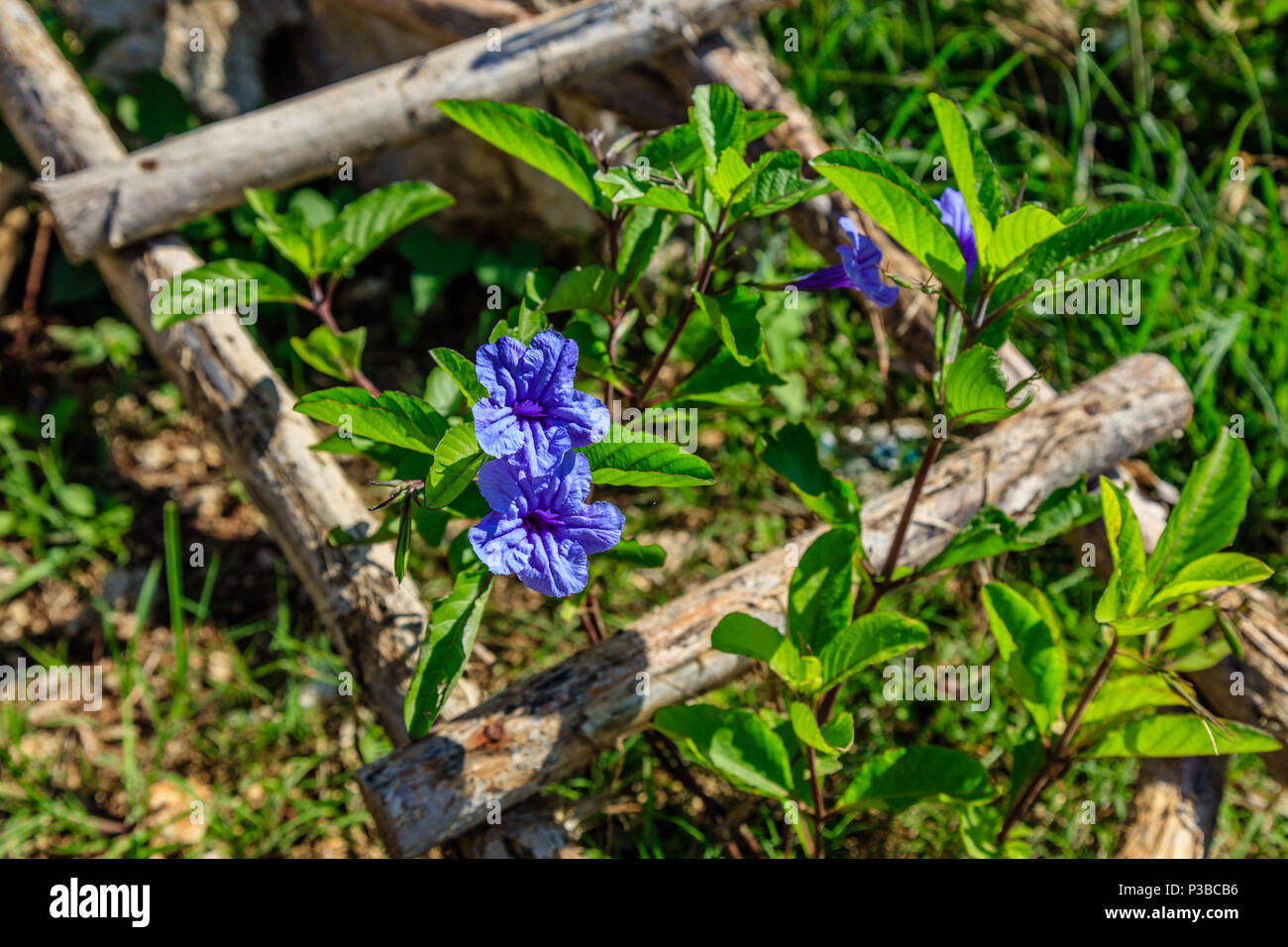 Blooming Mexican Petunia growing through a wooden ladder, Nusa Lembongan, Indonesia Stock Photo
