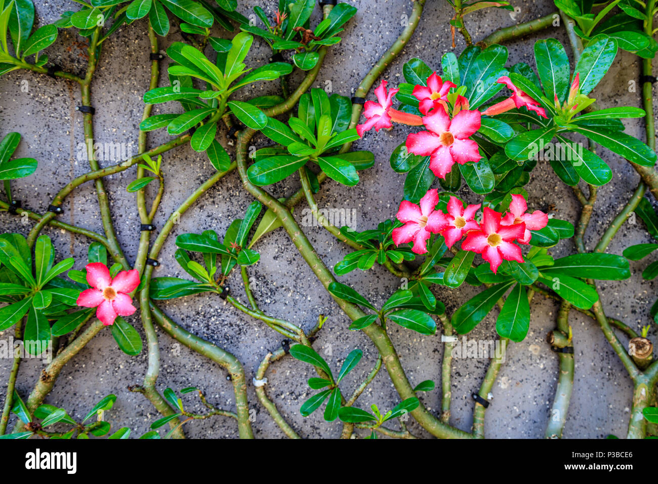 Red adenium hi-res stock photography and images - Alamy