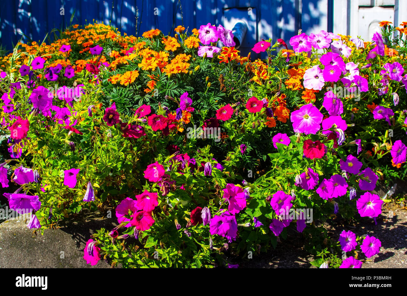 Very beautiful flowers Stock Photo Alamy