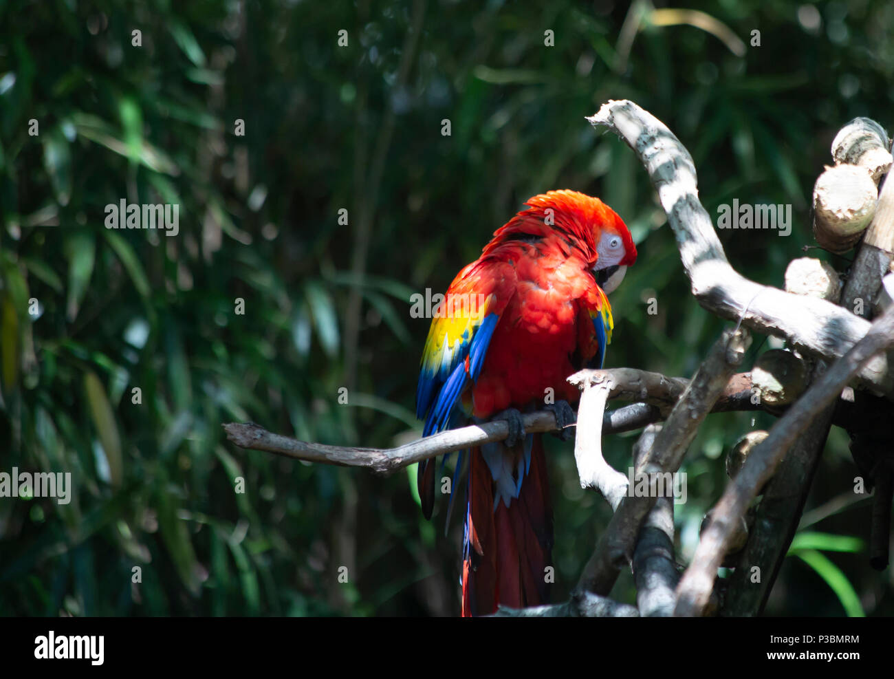 Scarlet macaw bird grooming happily on a branch perch Stock Photo Alamy