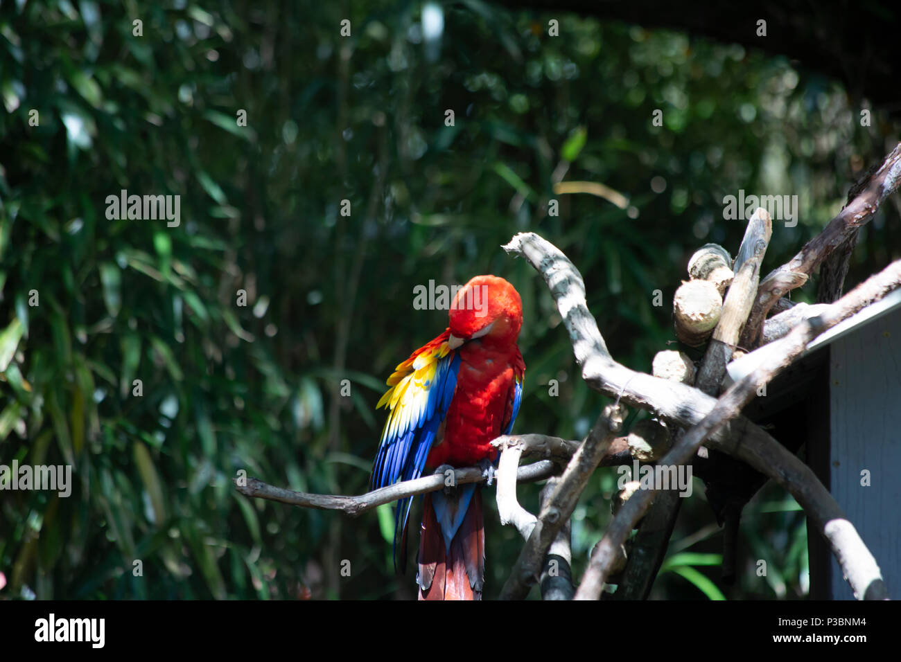 Scarlet macaw bird grooming happily on a branch perch Stock Photo Alamy